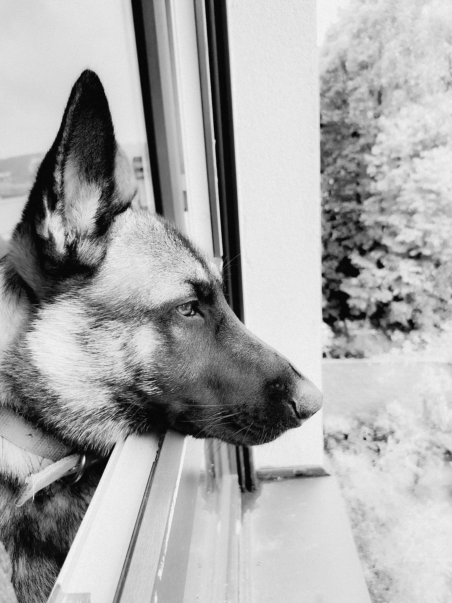 Prince participe au concours pour gagner de l'argent avec cette photo : black_and_white, canidae, carnivore, dog, dog_breed, ear, east_european_shepherd, eye, german_shepherd_dog, kunming_wolfdog, mammal, monochrome, monochrome_photography, norwegian_elkhound, nose, seppala_siberian_sleddog, snout, vertebrate, white, wolfdog