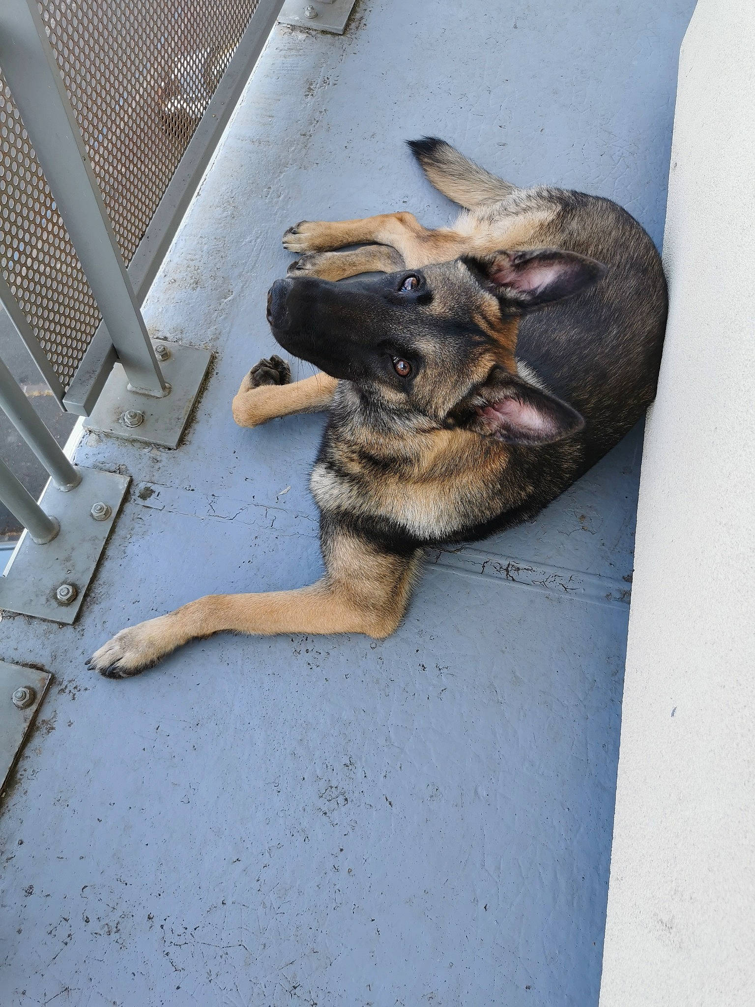 Prince participe au concours pour gagner de l'argent avec cette photo : animal_shelter, canidae, carnivore, czechoslovakian_wolfdog, dog, dog_breed, german_shepherd_dog, puppy, snout, street_dog, wolfdog