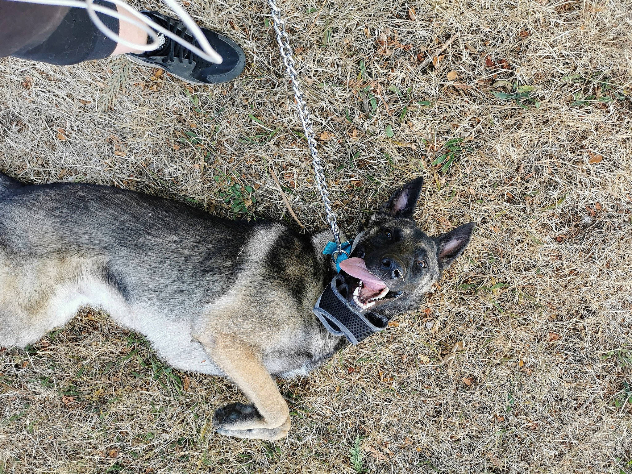 Prince participe au concours pour gagner de l'argent avec cette photo : canidae, carnivore, dog, dog_breed, jamthund, mammal, norwegian_elkhound, siberian_husky, snout, swedish_vallhund