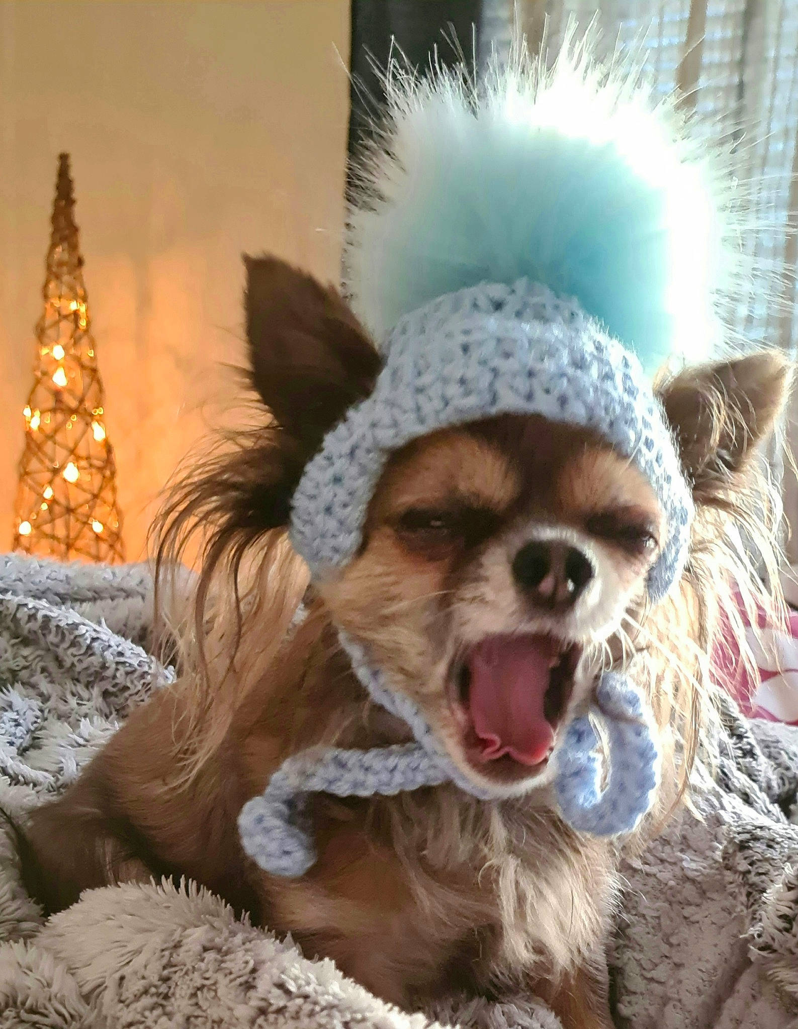 Coco is registered to the contest to win money with this photo: cap, carnivore, christmas_tree, companion_dog, dog_breed, eye, eyewear, fang, fawn, felidae, fun, fur_clothing, glasses, happy, headgear, snout, stuffed_toy, sunglasses, toy, whiskers