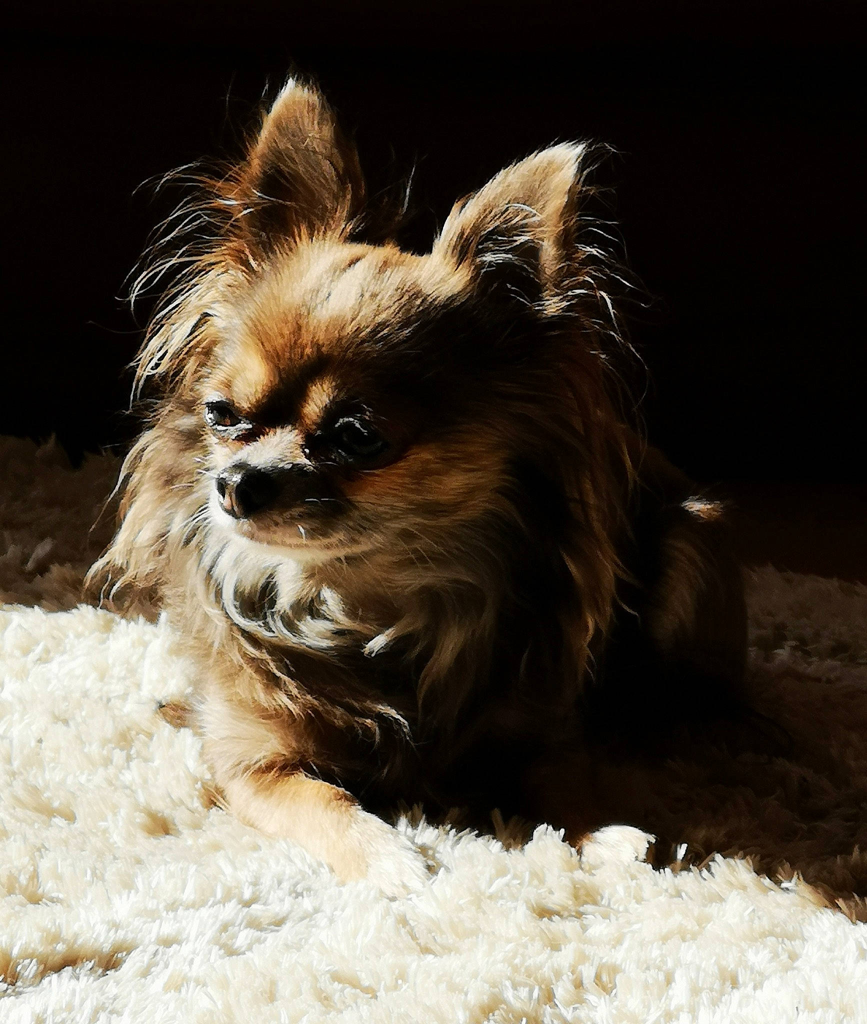 Coco is registered to the contest to win money with this photo: biewer_terrier, canidae, carnivore, companion_dog, dog, dog_breed, dog_supply, fawn, fur, liver, non_sporting_group, pet_supply, small_terrier, snout, sporting_group, terrestrial_animal, toy_dog, whiskers, wildlife, working_animal