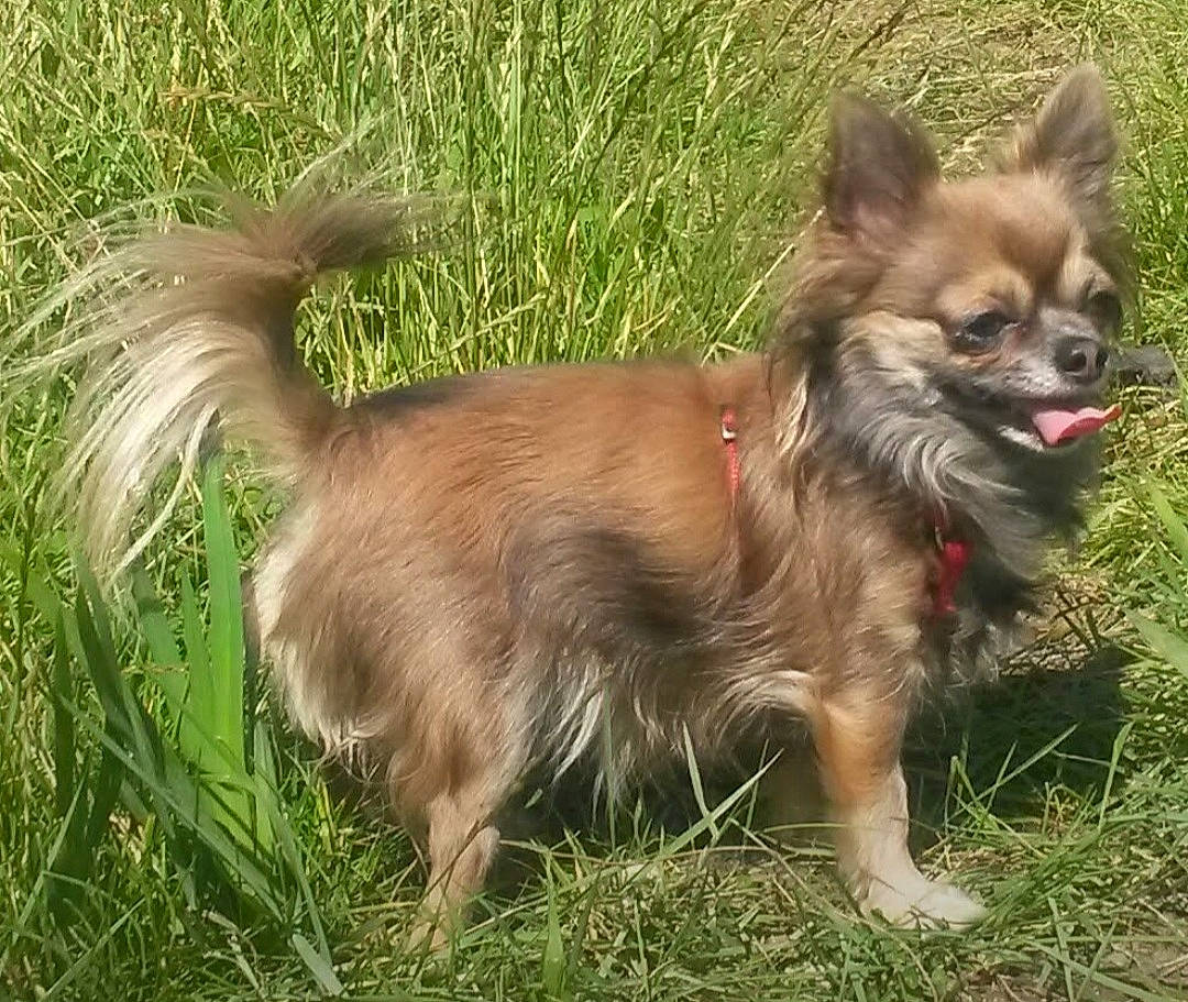 Coco is registered to the contest to win money with this photo: canidae, carnivore, companion_dog, dog, dog_breed, dog_supply, fawn, fur, german_spitz, german_spitz_klein, grass, liver, plant, snout, spitz, sporting_group, terrestrial_animal, toy_dog, whiskers, working_animal