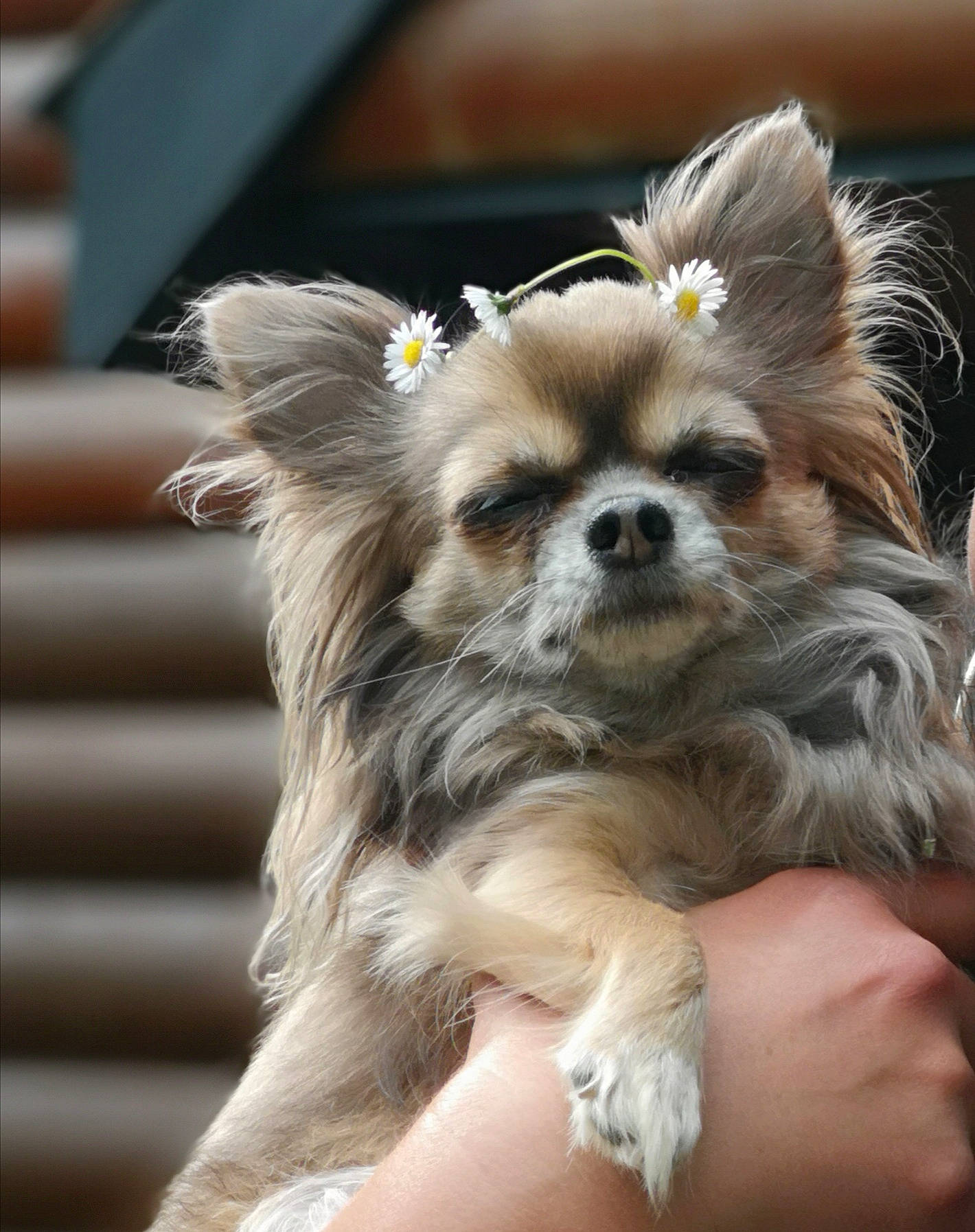 Coco is registered to the contest to win money with this photo: canidae, carnivore, companion_dog, dog, dog_breed, dog_supply, ear, fawn, fur, liver, non_sporting_group, papillon, snout, sporting_group, toy_dog, whiskers