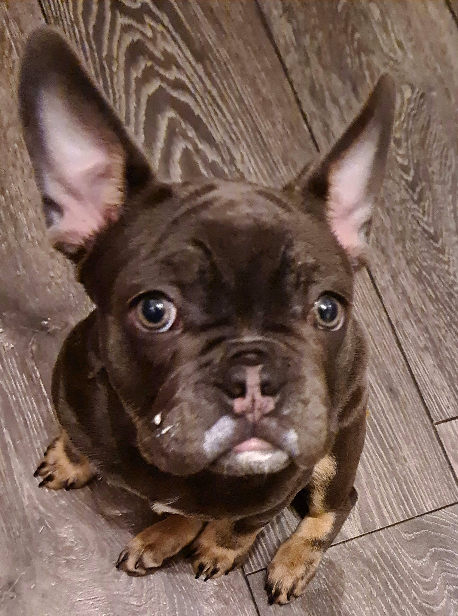 Kali is registered to the contest to win money with this photo: brown, bulldog, canidae, carnivore, companion_dog, dog, dog_breed, dog_collar, ear, eye, fawn, human_body, iris, liver, snout, sporting_group, whiskers, wood, working_animal, wrinkle