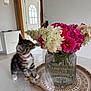 kitten, cat, flower, bouquet, glass_vase, table, mat, indoor, curious, pink_collar, white_table, decor, home_interior, patterned_mat, pet, plant_stem, colorful, closeup, domestic_animal, still_life