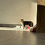 kitten, cat, tabby, pet_bowls, blanket, floor, sunlight, shadow, wall, indoor, curious, young_animal, striped, domestic_cat, cozy, exploring, feline, small, alert, home