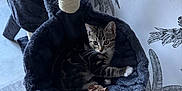 Ambre a rejoint le concours — aidez-le/la à gagner de superbes lots ! kitten, cat, cat_bed, plush_toy, indoor, wallpaper, pattern, furniture, floor, curious, resting, pet_toy, hanging_bed, cozy, striped_cat, paw, whiskers, ears, tail, home_decor