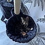 kitten, cat, cat_bed, plush_toy, indoor, wallpaper, pattern, furniture, floor, curious, resting, pet_toy, hanging_bed, cozy, striped_cat, paw, whiskers, ears, tail, home_decor
