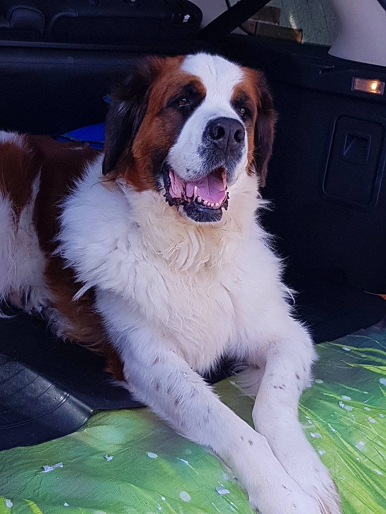 Feebee participe au concours pour gagner de l'argent avec cette photo : canidae, carnivore, companion_dog, dog, dog_breed, fur, giant_dog_breed, landseer, mammal, moscow_watchdog, pyrenean_mastiff, rare_breed_dog, snout, sporting_group, st_bernard, vertebrate, working_dog