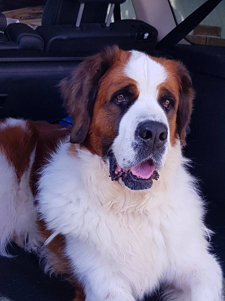 Feebee participe au concours pour gagner de l'argent avec cette photo : ancient_dog_breeds, canidae, carnivore, companion_dog, dog, dog_breed, fawn, fur, giant_dog_breed, karakachan_dog, mammal, moscow_watchdog, nose, pyrenean_mastiff, rare_breed_dog, snout, sporting_group, st_bernard, vertebrate, working_dog