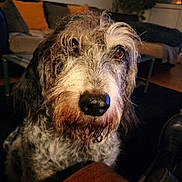 Litza participe au concours pour gagner de l'argent avec cette photo : animal, black, brown, close_up, couch, cozy, cushion, dog, ears, face, floor, furniture, furry, indoor, living_room, looking, pet, scruffy, wet_mouth, white
