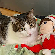 Kitty joined the competition — help win amazing prizes! animal, blanket, cat, companion, cozy, cute, elf_doll, festive, floor, fur, holiday, indoor, pet, plush_toy, relaxed, resting, soft_texture, tabby_cat, toy, white_cat