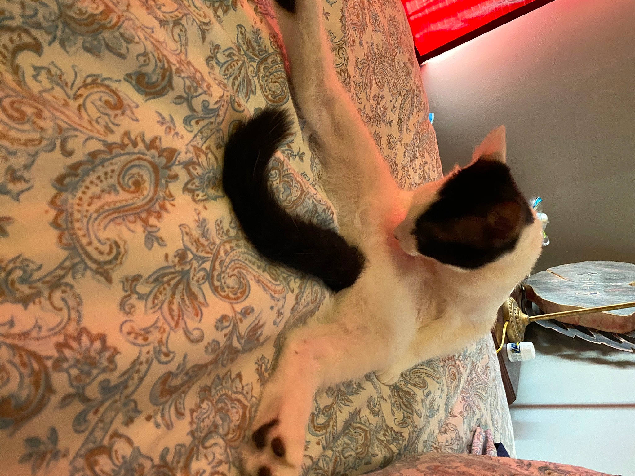 Fancy Mae joined the competition — help win amazing prizes! carnivore, cat, comfort, eyelash, fawn, felidae, gesture, human_leg, linens, pattern, paw, siamese, small_to_medium_sized_cats, snout, tail, textile, tints_and_shades, whiskers, wood, wrist