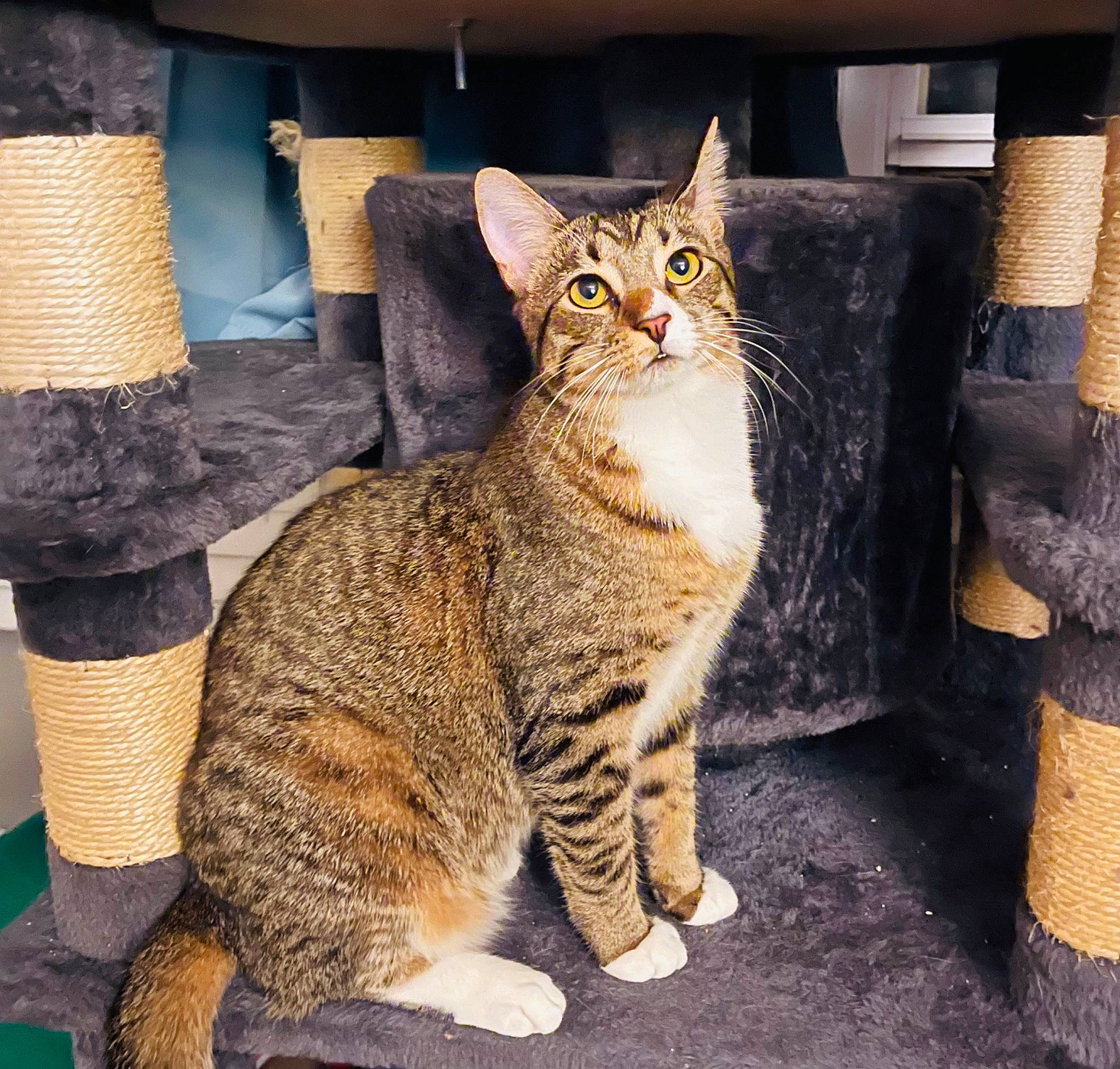 Sassy is registered to the contest to win money with this photo: carnivore, cat, claw, domestic_short_haired_cat, felidae, fur, paw, pillow, rectangle, sitting, small_to_medium_sized_cats, snout, tail, terrestrial_animal, whiskers, wildlife