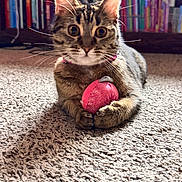 Pixie is registered to the contest to win money with this photo: cat, tabby_cat, toy, pink_toy, carpet, indoor, bookshelf, books, furniture, pet, animal, whiskers, curious, wide_eyes, paws, relaxed, floor, domestic_cat, mammal, cute