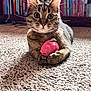 cat, tabby_cat, toy, pink_toy, carpet, indoor, bookshelf, books, furniture, pet, animal, whiskers, curious, wide_eyes, paws, relaxed, floor, domestic_cat, mammal, cute