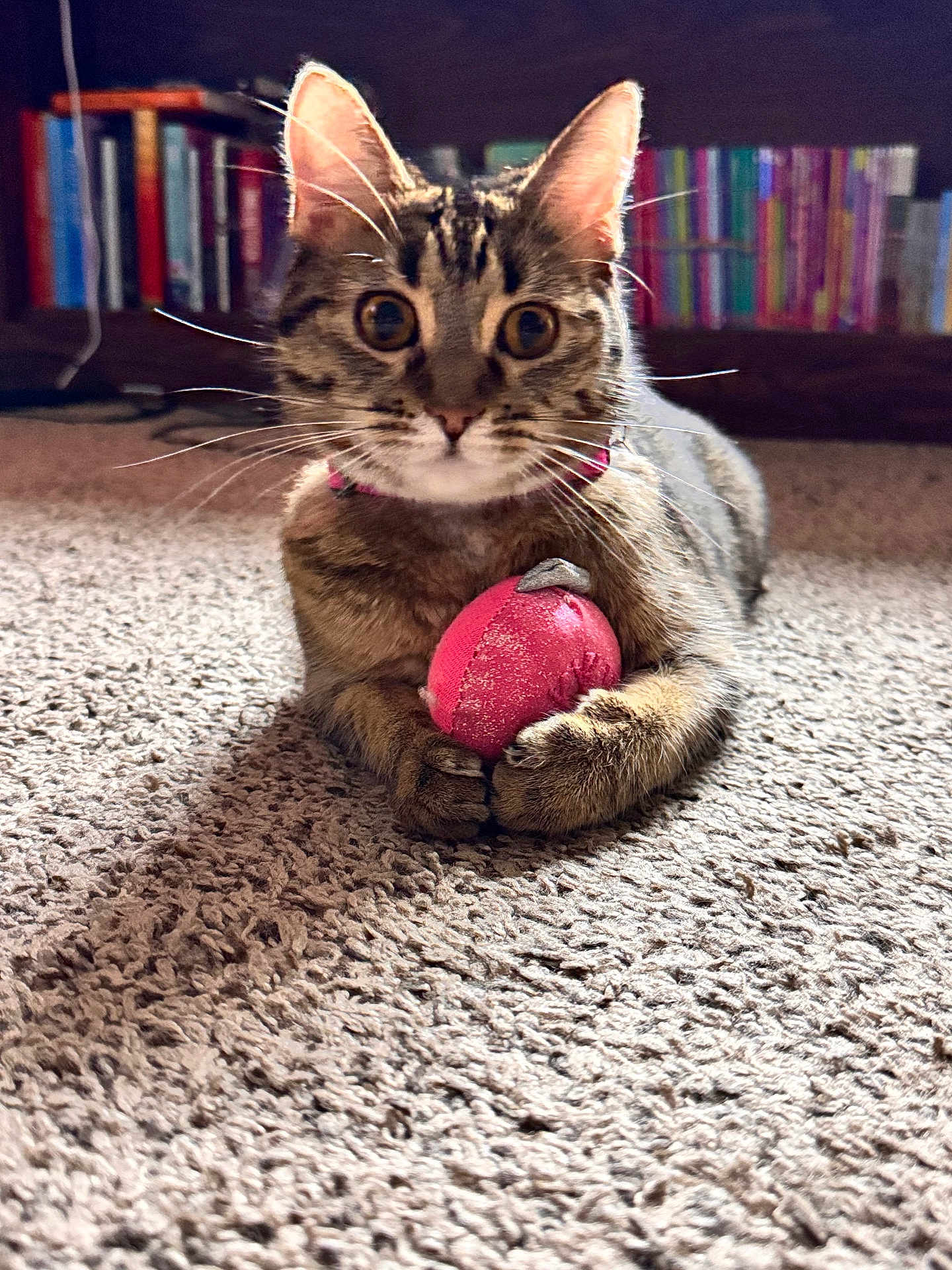 Pixie is registered to the contest to win money with this photo: cat, tabby_cat, toy, pink_toy, carpet, indoor, bookshelf, books, furniture, pet, animal, whiskers, curious, wide_eyes, paws, relaxed, floor, domestic_cat, mammal, cute