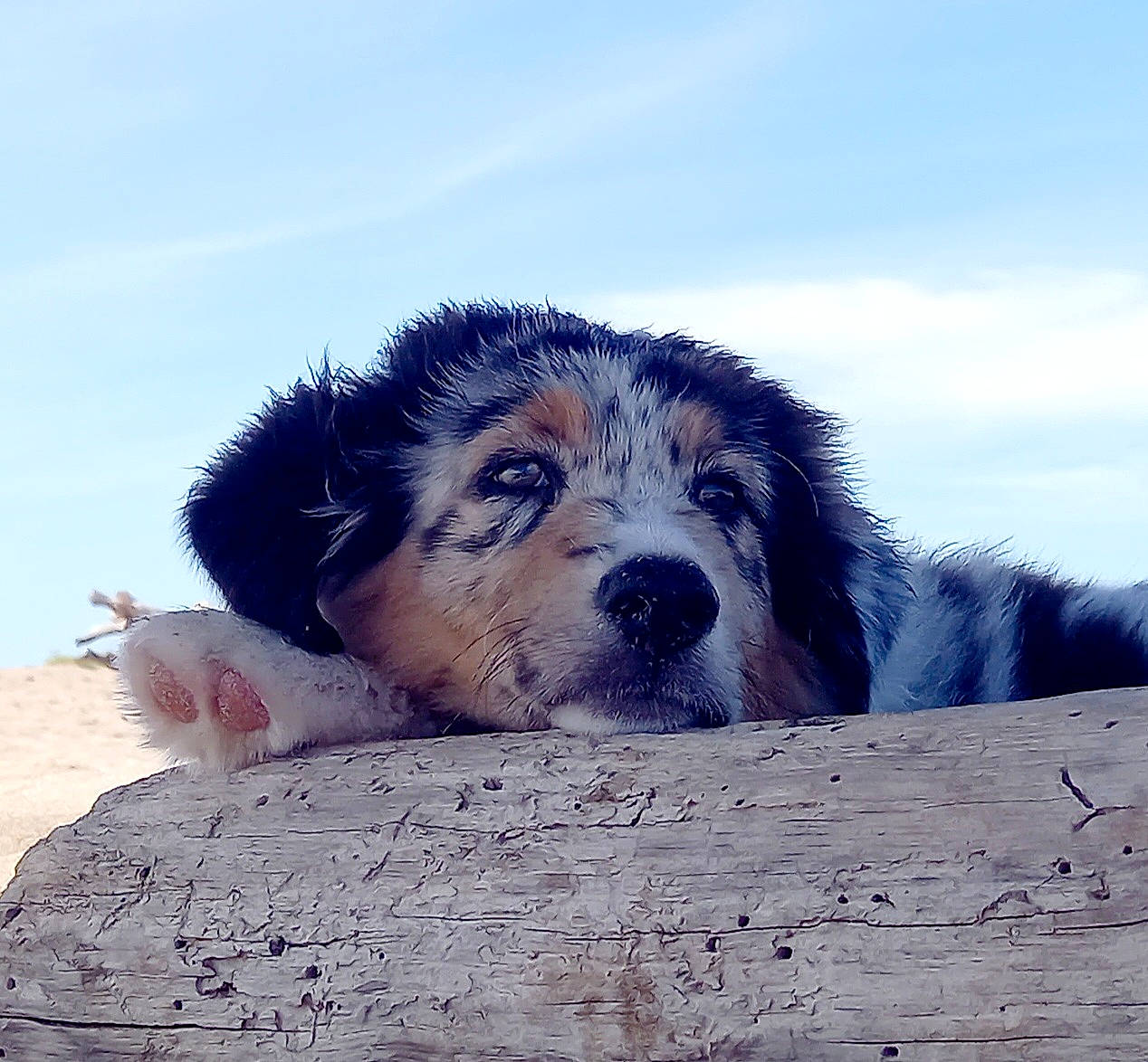 Twix participe au concours pour gagner de l'argent avec cette photo : canidae, carnivore, cloud, companion_dog, dog, dog_breed, electric_blue, freezing, fur, happy, herding_dog, landscape, meteorological_phenomenon, ocean, rock, sky, snout, sporting_group, wildlife, wind_wave