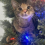 Luna is registered to the contest to win money with this photo: animal, cat, christmas_tree, close_up, curious, cute, decorations, festive, fur, greenery, holiday_lights, indoor, mischievous, nature, pet, playful, tabby_cat, tree_branches, whiskers, wide_eyes