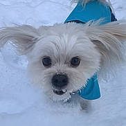 Jamjam joined the competition — help win amazing prizes! dog, white_dog, snow, blue_jacket, outdoor, pet, winter, fur, ears, cute, animal, playful, cold, nature, daylight, portrait, small_dog, happy, mammal, fluffy