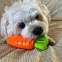 Jamjam is registered to the contest to win money with this photo: dog, toy, carrot, white_fur, pet, bed, striped_bedspread, lying_down, close_up, cute, indoor, animal, playful, small_dog, fur, resting, nose, eyes, mouth, paw
