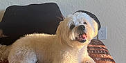 Jamjam joined the competition — help win amazing prizes! dog, white_dog, fluffy, pet, indoor, blanket, brown_blanket, smiling_dog, happy, sunlight, cozy, resting, home, carpet, pillow, wall, texture, cute, animal, canine