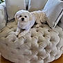 Jamjam joined the competition — help win amazing prizes! dog, white_dog, small_dog, indoor, plush_chair, tufted_chair, pillows, white_shirt, wood_floor, window, green_plants, cozy, relaxed, pet, furniture, home_interior, natural_light, cute, companion, domestic_animal