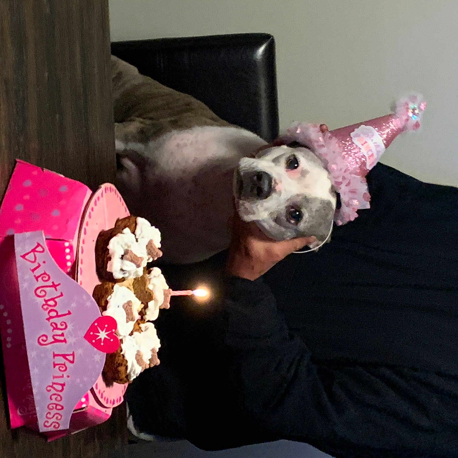 Mia joined the competition — help win amazing prizes! canidae, carnivore, companion_dog, dog, dog_breed, non_sporting_group, pink, puppy_love, snout, sporting_group, weimaraner