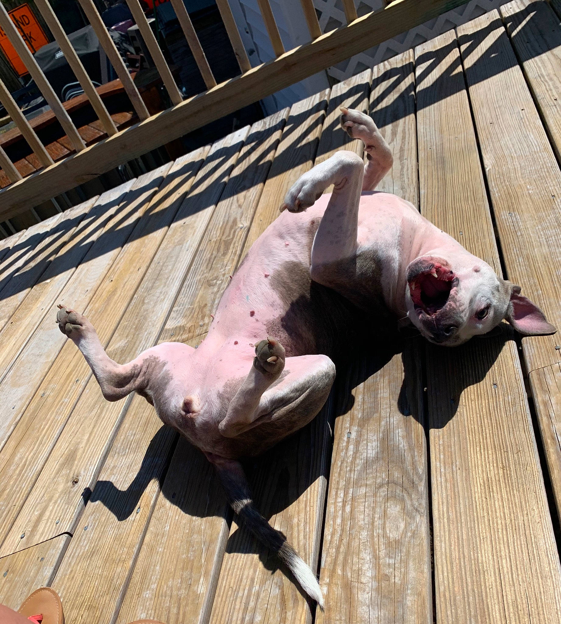 Mia is registered to the contest to win money with this photo: american_bulldog, american_pit_bull_terrier, american_staffordshire_terrier, bull_terrier, canidae, carnivore, dog, dog_breed, dogo_argentino, fawn, non_sporting_group, pit_bull, pointer, snout, sporting_group