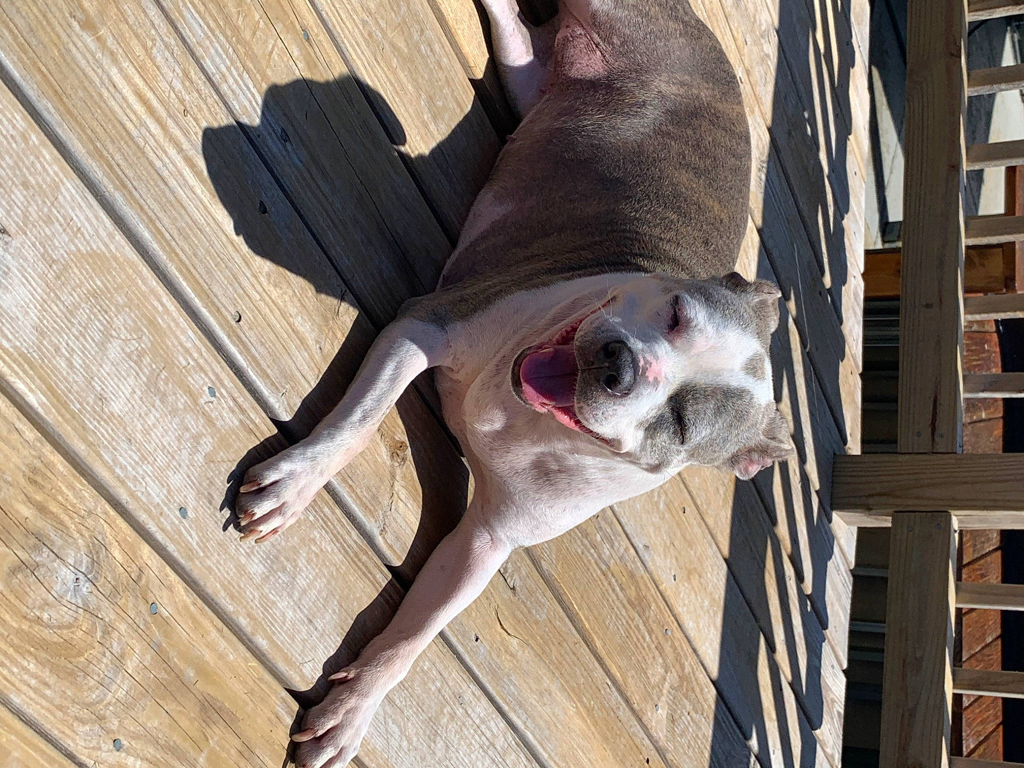 Mia is registered to the contest to win money with this photo: american_bulldog, american_pit_bull_terrier, american_staffordshire_terrier, canidae, carnivore, dog, dog_breed, ear, fawn, great_dane, guard_dog, mammal, non_sporting_group, snout, sporting_group, tail, weimaraner