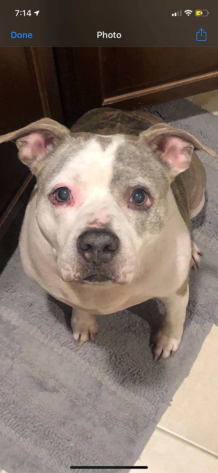 Mia is registered to the contest to win money with this photo: american_bulldog, american_pit_bull_terrier, australian_bulldog, bull_and_terrier, bulldog, canidae, carnivore, dog, dog_breed, fawn, mammal, non_sporting_group, nose, pit_bull, rare_breed_dog, skin, snout, toy_bulldog, valley_bulldog, vertebrate