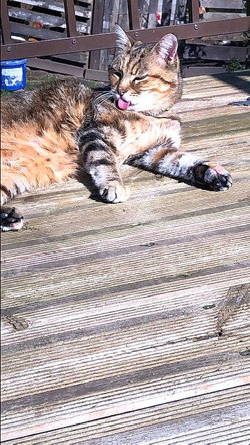 Mouchette a rejoint le concours — aidez-le/la à gagner de superbes lots ! carnivore, cat, claw, domestic_short_haired_cat, fawn, felidae, flooring, foot, fur, hardwood, human_leg, paw, road_surface, small_to_medium_sized_cats, snout, tail, terrestrial_animal, tree, whiskers, wood