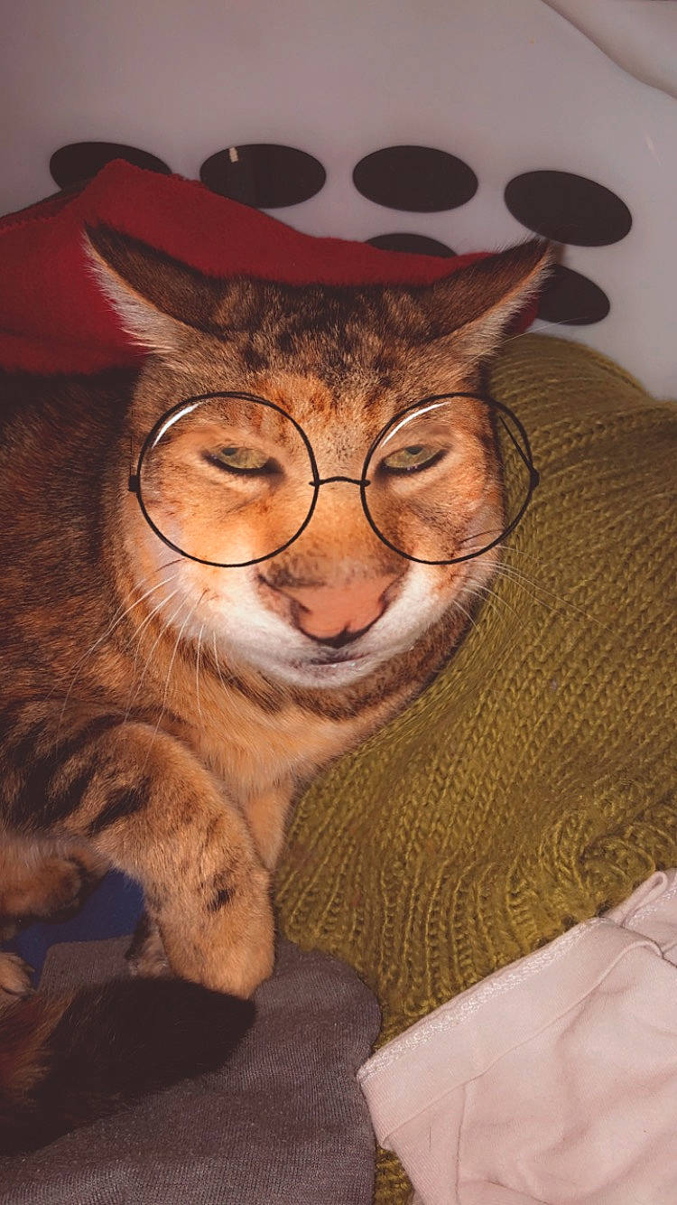 Mouchette a rejoint le concours — aidez-le/la à gagner de superbes lots ! brown, carnivore, cat, comfort, domestic_short_haired_cat, eyewear, fawn, felidae, fur, glasses, hat, mammal, paw, small_to_medium_sized_cats, snout, tail, terrestrial_animal, vision_care, whiskers, wood