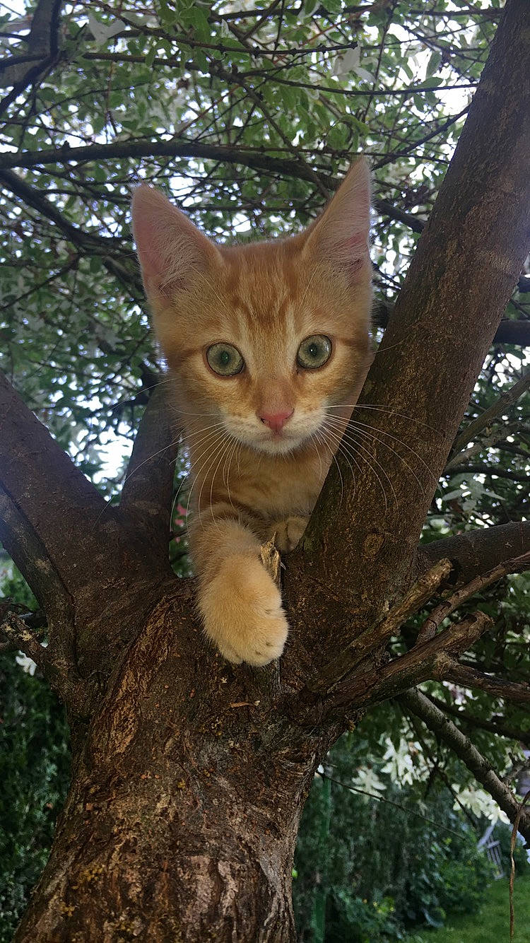 Curly a rejoint le concours — aidez-le/la à gagner de superbes lots ! asian, carnivore, cat, domestic_short_haired_cat, european_shorthair, fawn, felidae, german_rex, kitten, mammal, plant, small_to_medium_sized_cats, tabby_cat, tree, trunk, whiskers, wildlife