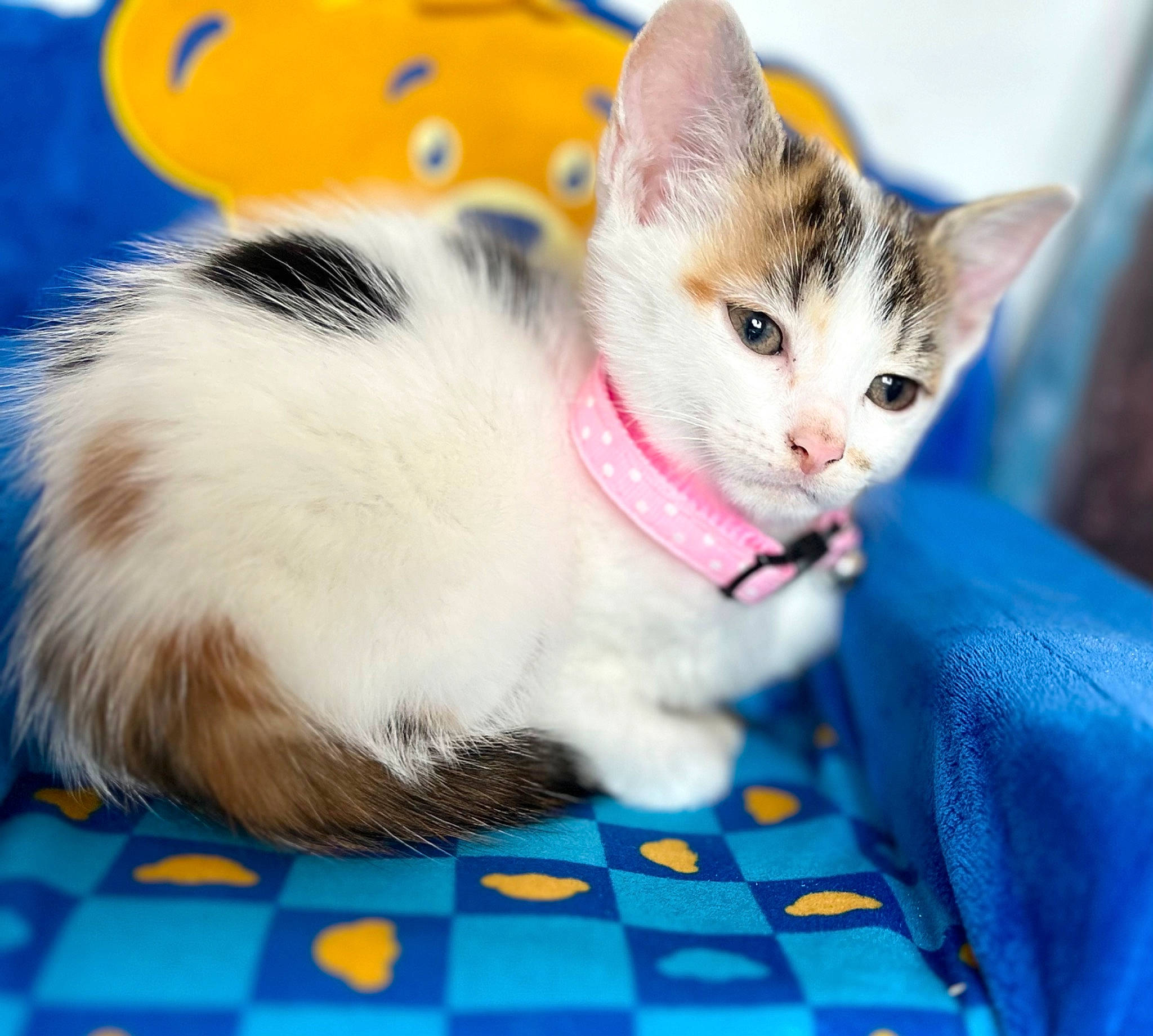 Gizmo is registered to the contest to win money with this photo: blue, carnivore, cat, collar, domestic_short_haired_cat, electric_blue, felidae, flooring, fur, pattern, paw, pet_supply, photography, rectangle, small_to_medium_sized_cats, snout, tail, whiskers