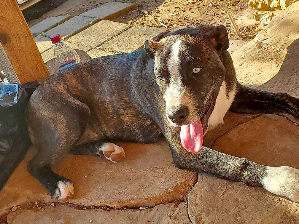 Malachi is registered to the contest to win money with this photo: carnivore, collar, companion_dog, dog, dog_breed, fawn, fur, jaw, pet_supply, snout, sporting_group, terrestrial_animal, working_animal