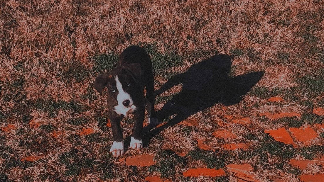 Malachi joined the competition — help win amazing prizes! canidae, carnivore, companion_dog, dog, dog_breed, fur, grass, herding_dog, landscape, plant, shadow, snout, soil, sporting_group, tail, tints_and_shades, tree, vertebrate, wood, working_animal