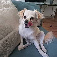 Bella joined the competition — help win amazing prizes! dog, white_dog, tongue_out, licking, couch, indoor, living_room, pet, cute, fluffy, tail, wooden_floor, furniture, domestic_animal, companion, sitting, relaxed, adorable, small_dog, home