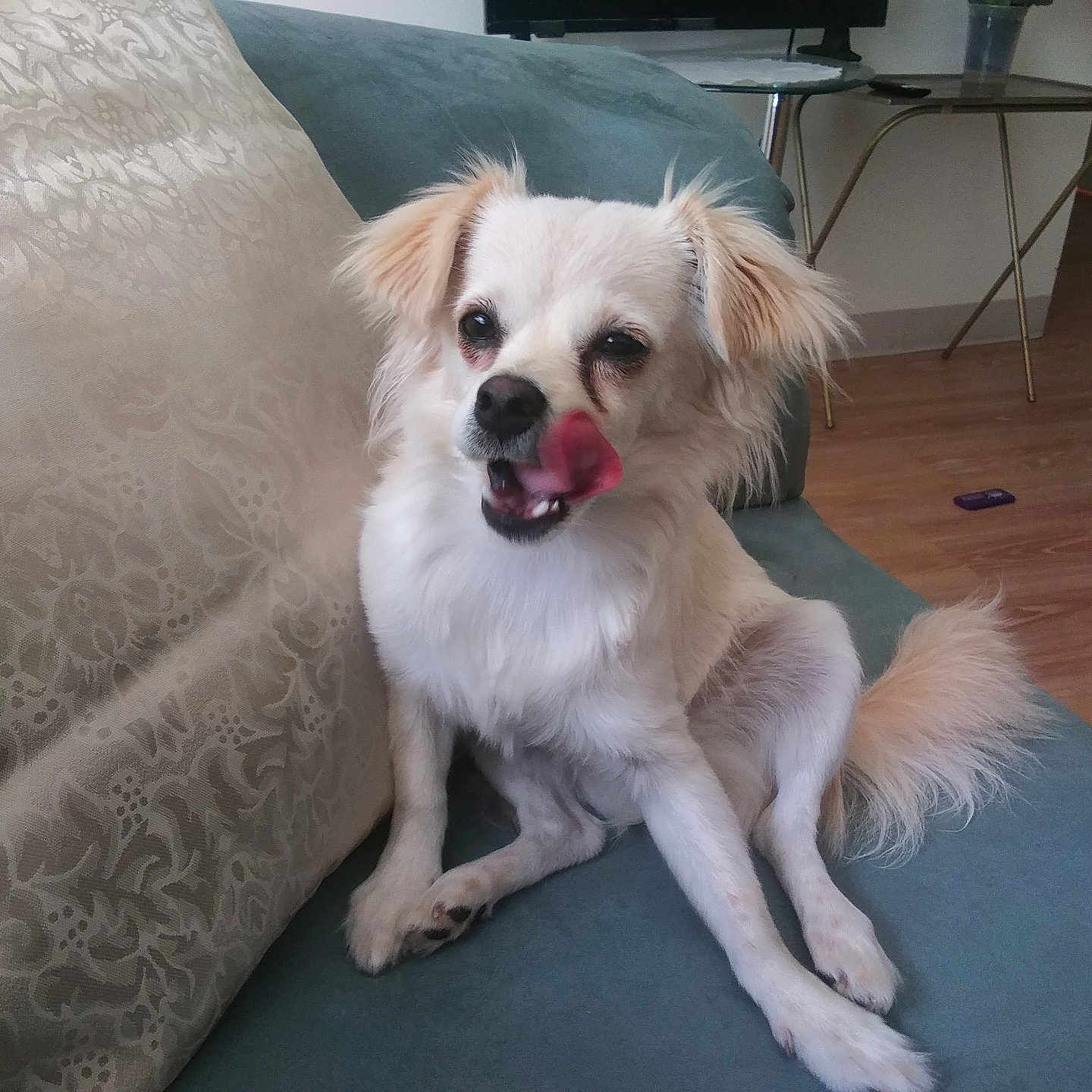 Bella joined the competition — help win amazing prizes! adorable, companion, couch, cute, dog, domestic_animal, fluffy, furniture, home, indoor, licking, living_room, pet, relaxed, sitting, small_dog, tail, tongue_out, white_dog, wooden_floor