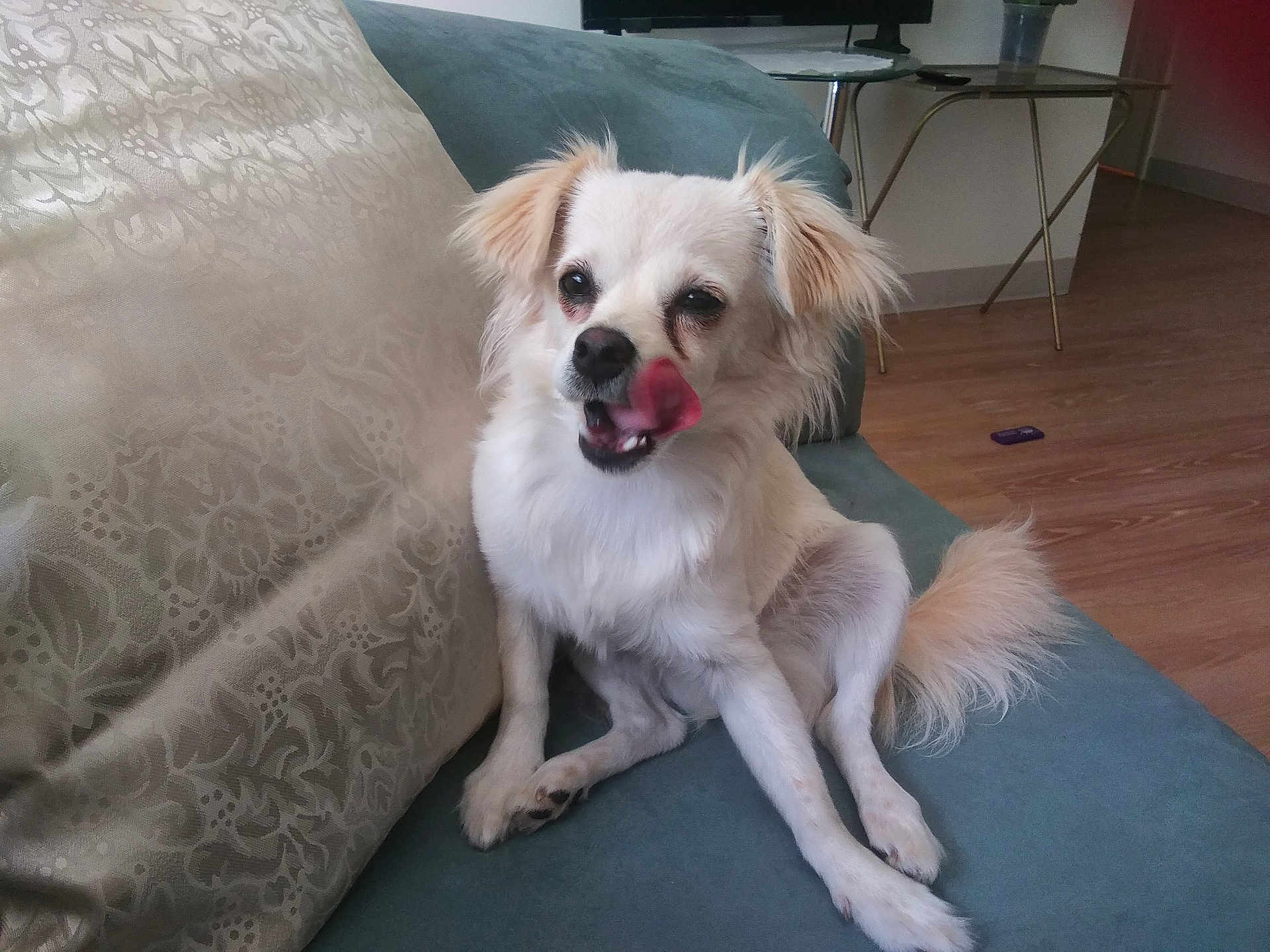 Bella joined the competition — help win amazing prizes! dog, white_dog, tongue_out, licking, couch, indoor, living_room, pet, cute, fluffy, tail, wooden_floor, furniture, domestic_animal, companion, sitting, relaxed, adorable, small_dog, home