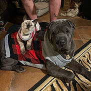 Bluebarry is registered to the contest to win money with this photo: dog, cat, sweater, indoor, tiled_floor, rug, person, legs, statue, animal_companions, pet, cozy, home, furniture, curious, resting, gray_dog, siamese_cat, patterned_rug, decor