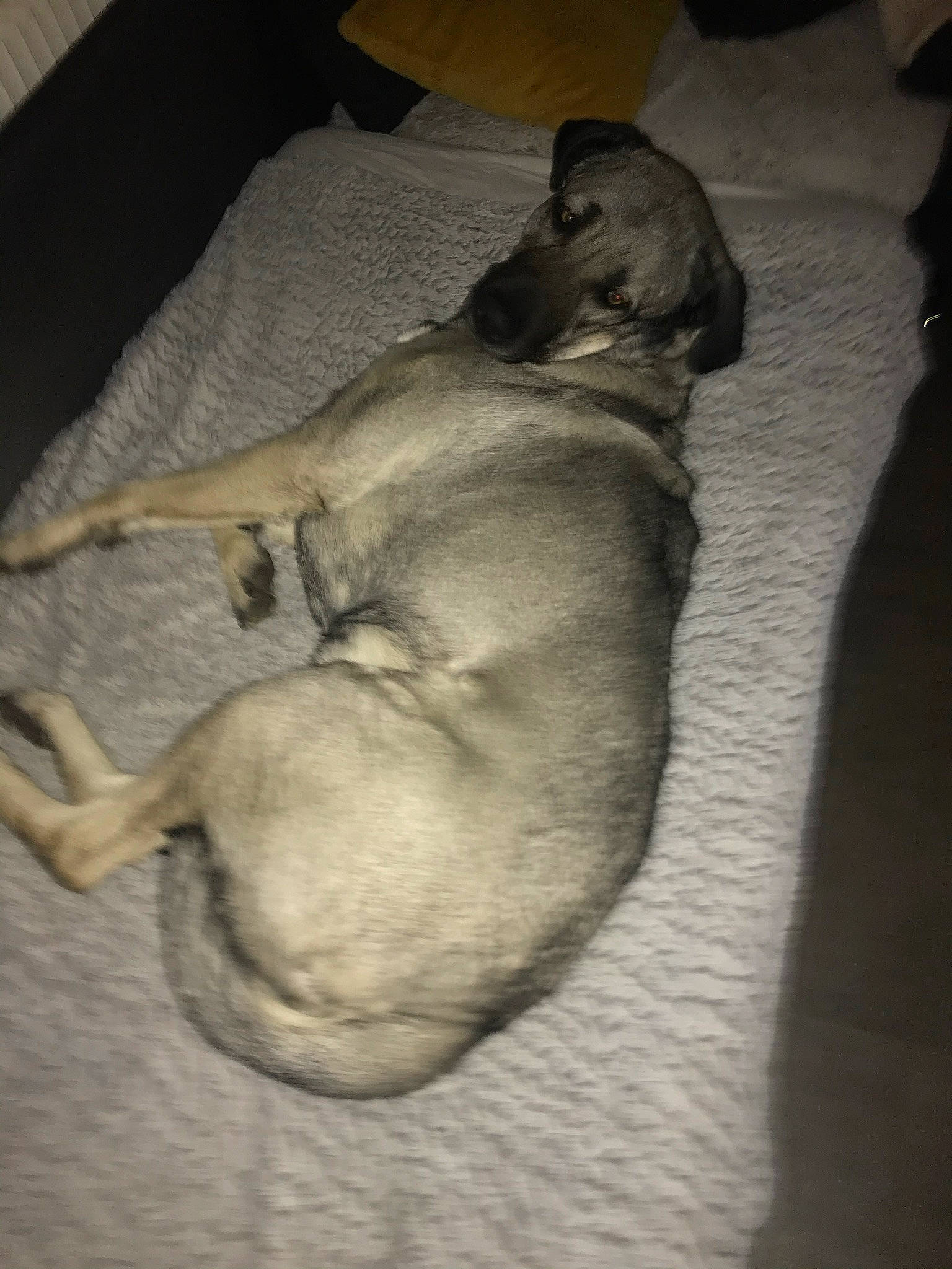 Naya participe au concours pour gagner de l'argent avec cette photo : canidae, carnivore, comfort, companion_dog, dog, dog_breed, fawn, guard_dog, hardwood, linens, liver, nap, paw, sporting_group, tail, terrestrial_animal, toy_dog, whiskers, wood, working_animal