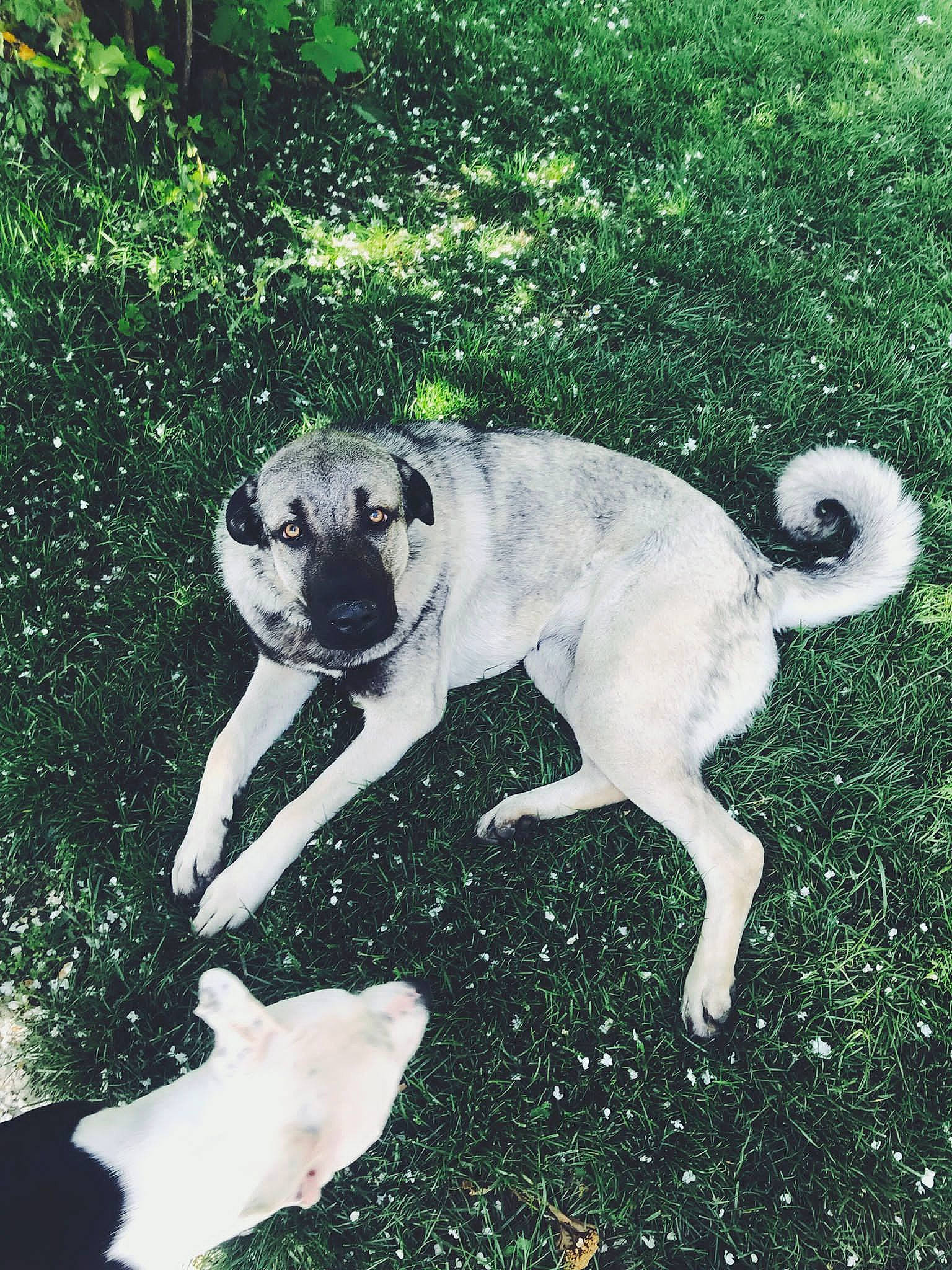 Naya participe au concours pour gagner de l'argent avec cette photo : ancient_dog_breeds, ball, canidae, carnivore, companion_dog, dog, dog_breed, fawn, grass, mammal, paw, plant, puppy, snout, sporting_group, tail, tree, vertebrate, working_animal, working_dog