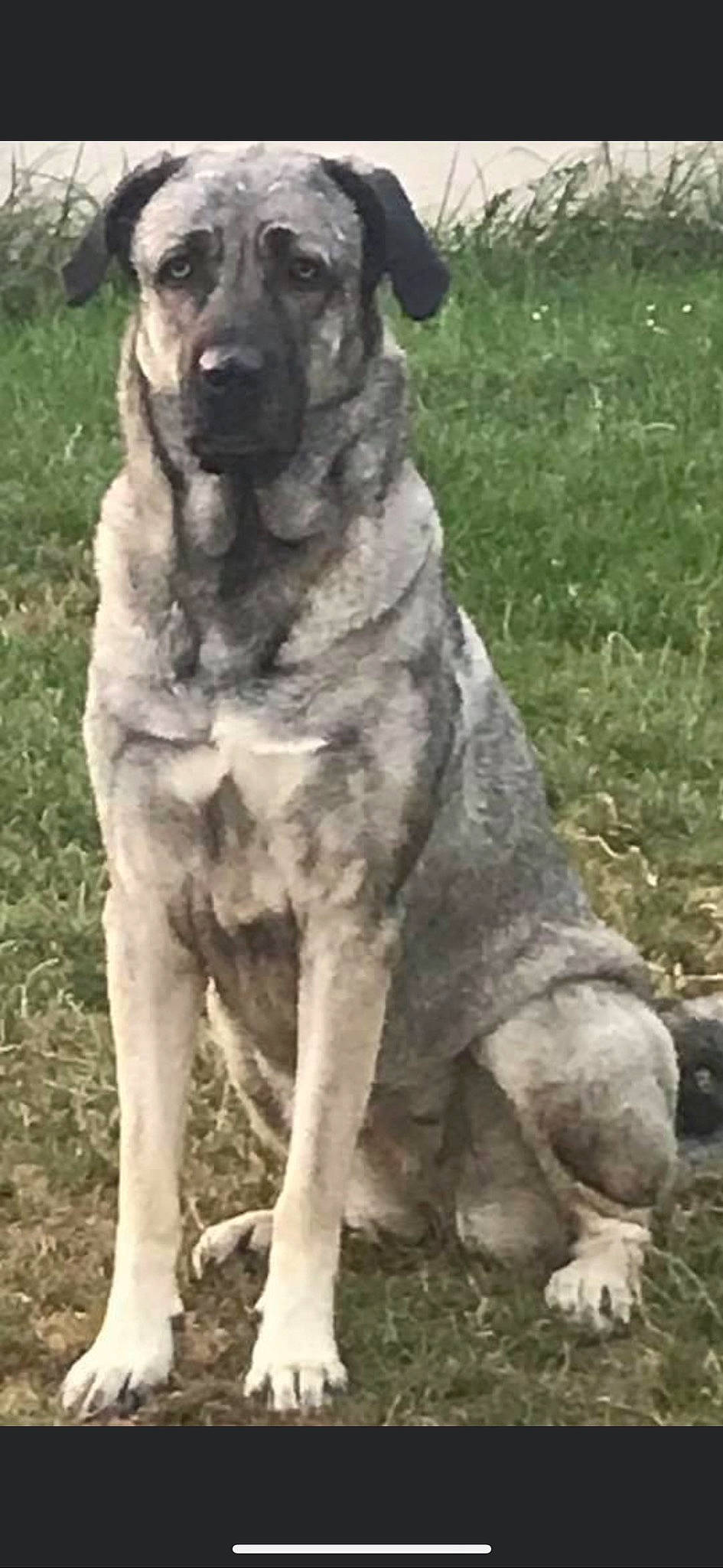 Naya a rejoint le concours — aidez-le/la à gagner de superbes lots ! ancient_dog_breeds, bored, canidae, cargo_pants, carnivore, companion_dog, dog, dog_breed, grass, great_dane, guard_dog, non_sporting_group, snout, soil, sporting_group, tail, terrestrial_animal, treeing_tennessee_brindle, working_animal, working_dog