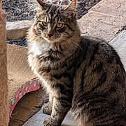 Fredrick Hicks joined the competition — help win amazing prizes! cat, tabby, fluffy, sitting, outdoor, concrete, scratching_pad, fur, whiskers, ears, natural_light, stone, mulch, pet, animal, feline, striped, closeup, cute, relaxed