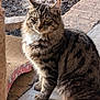 cat, tabby, fluffy, sitting, outdoor, concrete, scratching_pad, fur, whiskers, ears, natural_light, stone, mulch, pet, animal, feline, striped, closeup, cute, relaxed