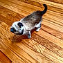 cat, kitten, hardwood_floor, indoor, pet, fur, tail, paw, curious, small, playful, animal, domestic_cat, texture, floorboard, wood, whiskers, young, standing, looking_down
