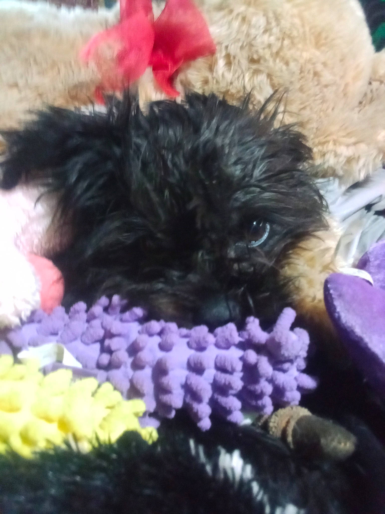 Doodle joined the competition — help win amazing prizes! carnivore, close_up, companion_dog, dog, dog_breed, fashion_accessory, flower, flowering_plant, fur, liver, magenta, petal, pink, plant, snout, sporting_group, terrestrial_animal, toy_dog, vegetable, wool