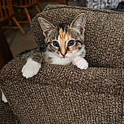 Lucia joined the competition — help win amazing prizes! kitten, cat, pet, indoor, couch, furniture, brown, white_paws, curious, young_animal, texture, close_up, domestic_animal, resting, animal_ears, living_room, home, cute, feline, relaxed
