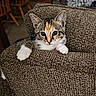 kitten, cat, pet, indoor, couch, furniture, brown, white_paws, curious, young_animal, texture, close_up, domestic_animal, resting, animal_ears, living_room, home, cute, feline, relaxed
